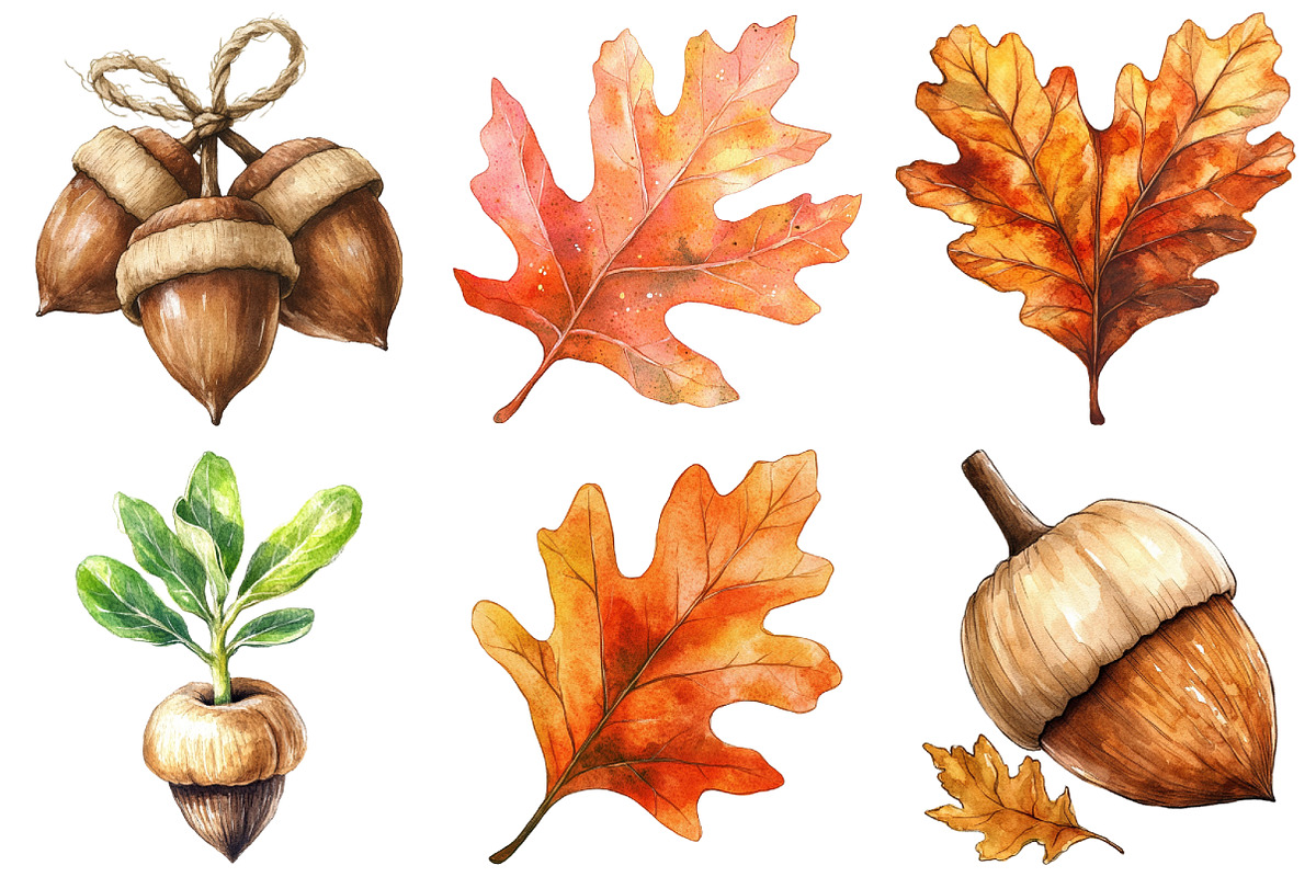 Watercolor Acorns & Oak Leaves PNG, an Illustration by Craft Nest (Photo 5 of 6)