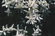 Dark and Moody Tropical Flowers, a Nature Photo by Nat Studio (Thumbnail 2 of 2)