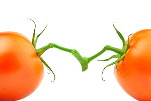 Two opposite tomatoes, a Food & Drink Photo by BOOCYS