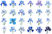 Birthday Flower Blue Iris Clipart Se, an Illustration by Sublimation Artist (Thumbnail 2 of 6)