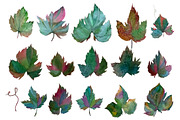 Watercolor grape set + Bonus 4 BG., a Decorative Illustration by redstudio (Thumbnail 5 of 11)