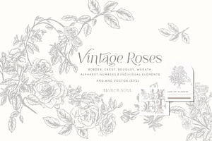 Vintage Roses - Line art Florals