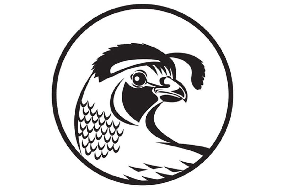 California Valley Quail Circle, an Animal Illustration by patrimonio