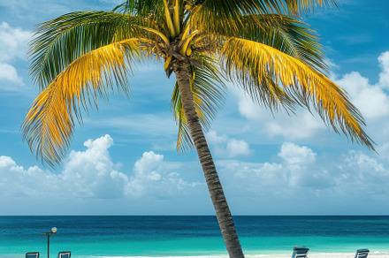 Tropical Palm Tree on a Beach, a Nature Photo by Virgo Studio