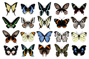 Butterflies Hand Drawn Collection