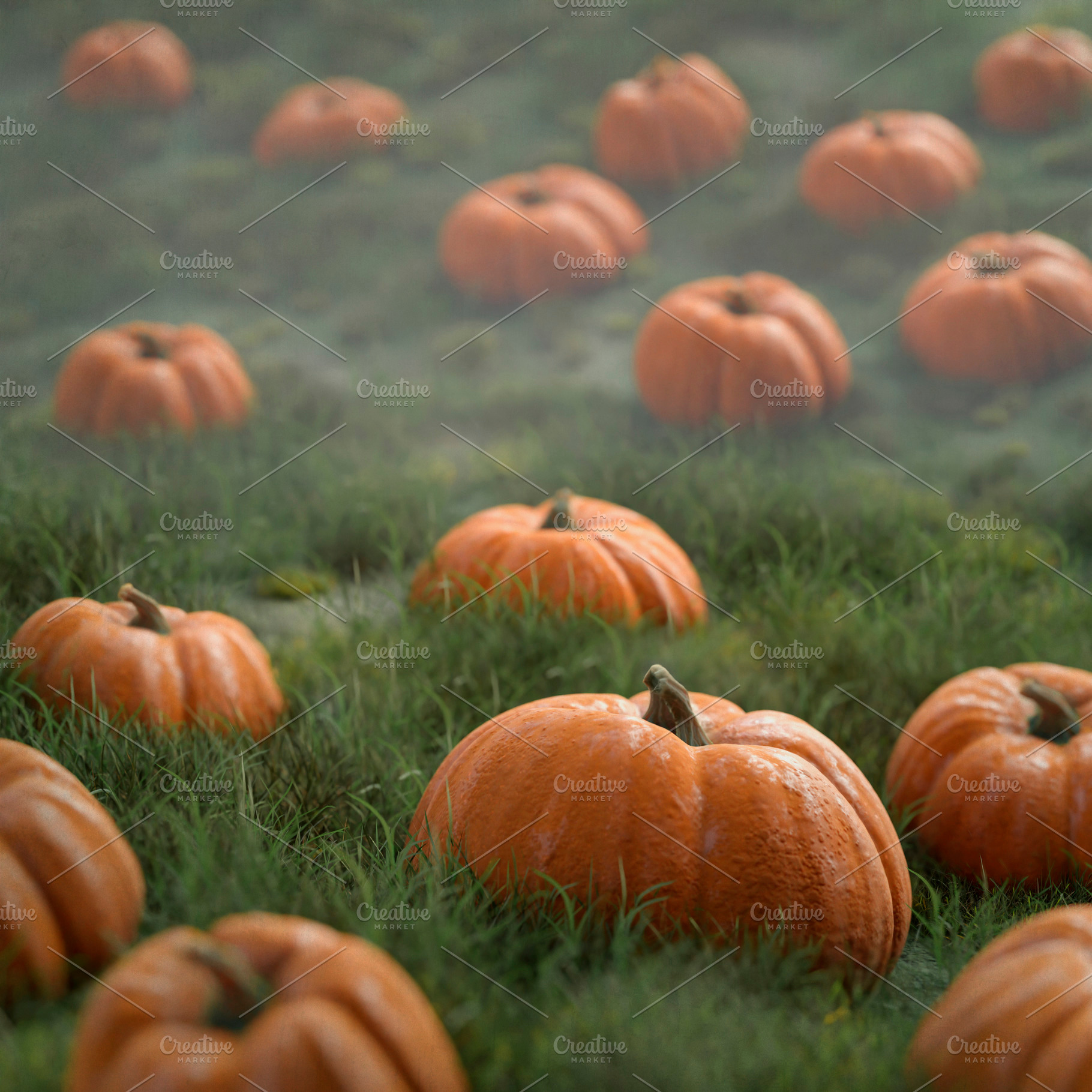Pumpkin field in autumn season., a Nature Photo by hitdelight
