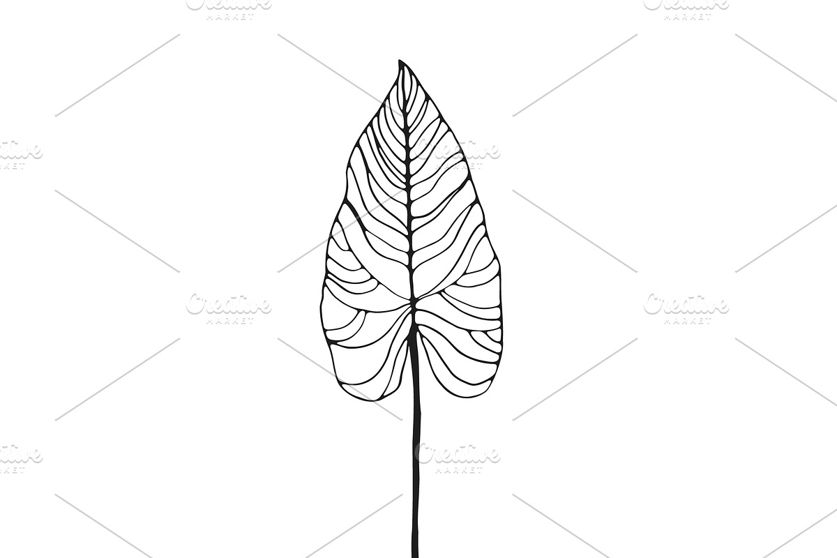 Palm Leaves svg, Botanical png, a Decorative Illustration by Watercolor_Vector Graphic (Photo 8 of 25)