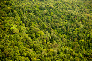 Forest Canopy, a Nature Photo by THP Creative