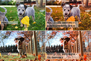 71 Autumn Lightroom Presets, an Action Add-On by Lensgrade.com (Thumbnail 5 of 12)