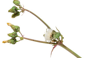 Dried wildflower stem common sowthistle with closed green buds a, a Nature Photo by ndanko