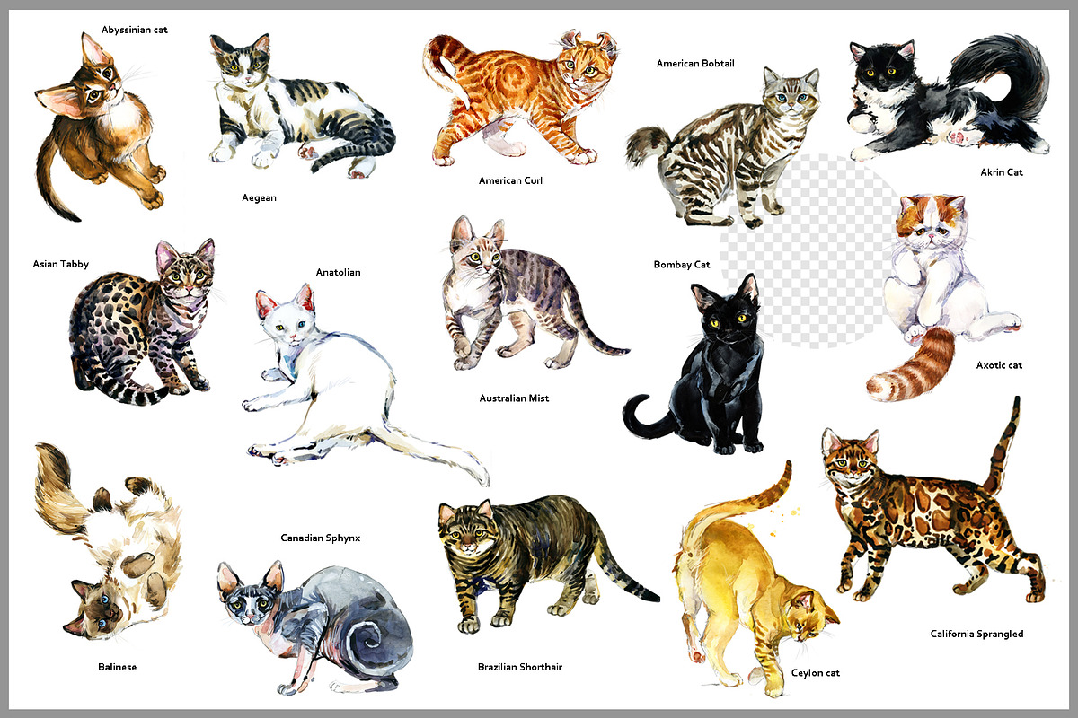 Pedigree Cats Watercolor Set, an Animal Illustration by FineArt (Photo 3 of 9)