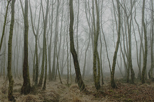Moody Atmospheric Winter Forest Art, a Nature Photo by René Jordaan Photography