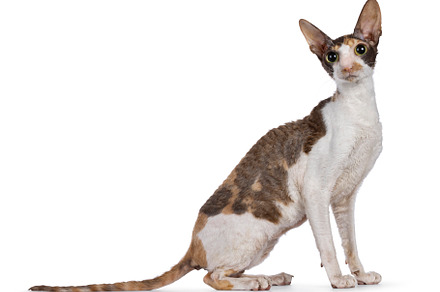 Cornish Rex cat on white background, an Animal Photo by Cat'chy Images by Nynke