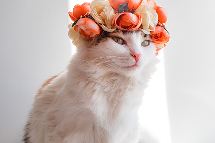 Beautiful calico cat with a wreath o stock photo containing pussy and calico