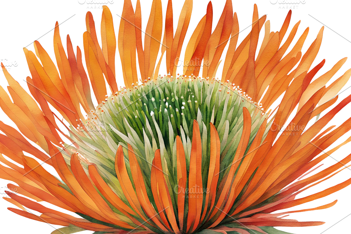 Pincushion Protea Flowers, a Decorative Illustration by Karliefie (Photo 2 of 8)