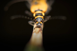 Yellow soldier beetle, an Animal Photo by Rob D Animal Photography