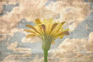 Flower Over Blue Sky Grunge Background