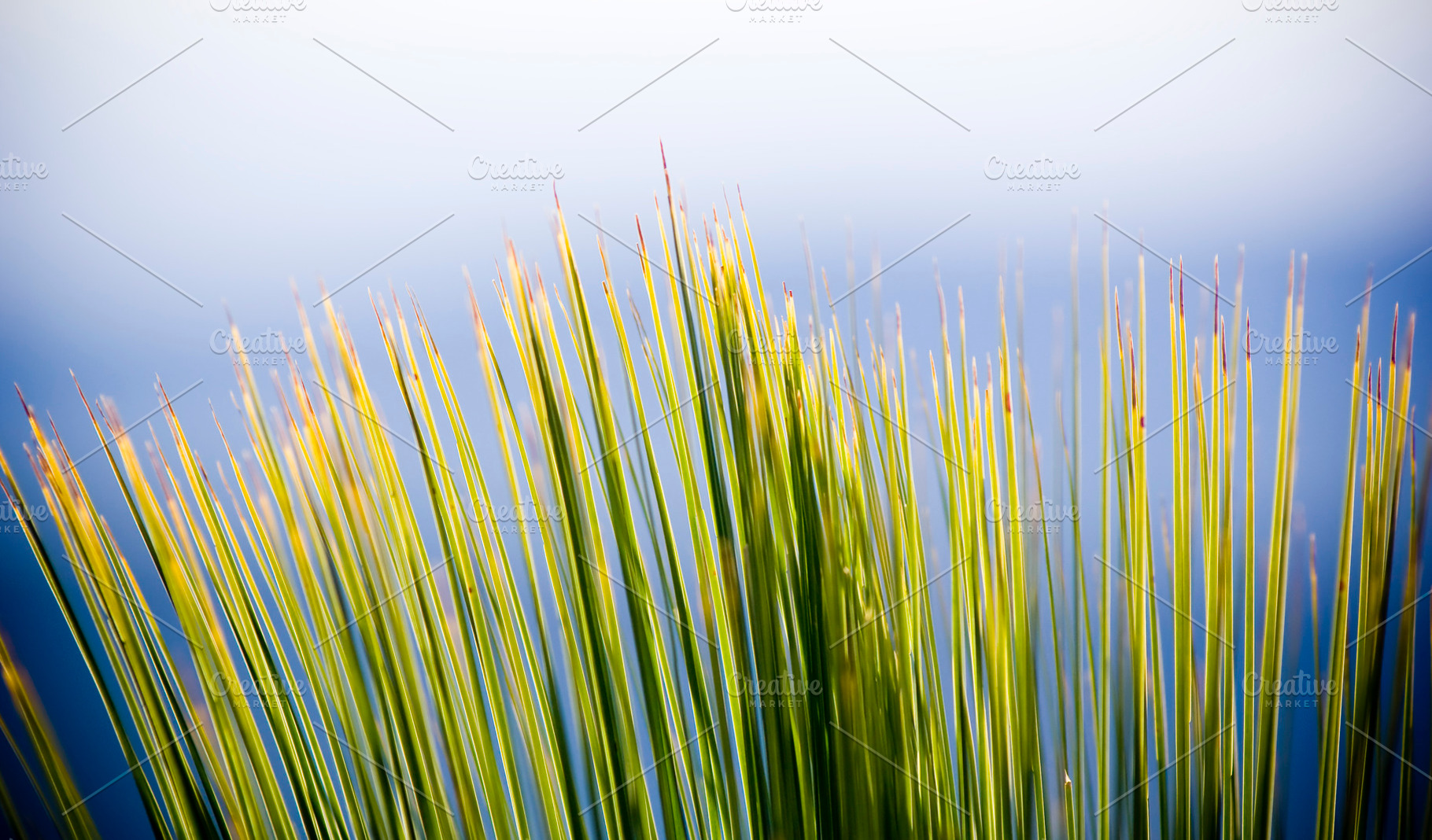 Grass Tree Details, a Nature Photo by THP Creative