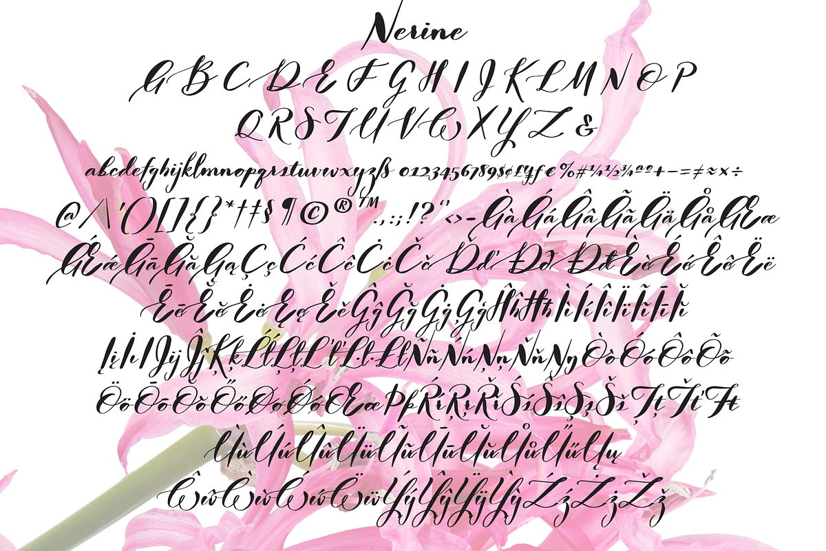 Nerine & Nerine Deux, a Script Font by STUDIOWAYS (Photo 5 of 8)