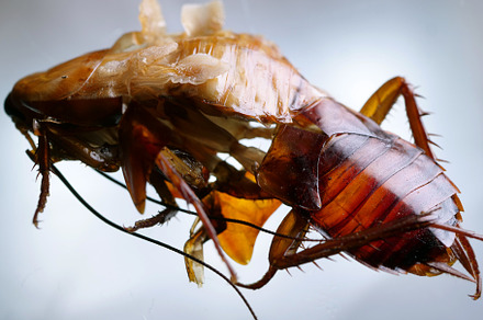 Cockroach close up featuring insect, cockroach, and brown