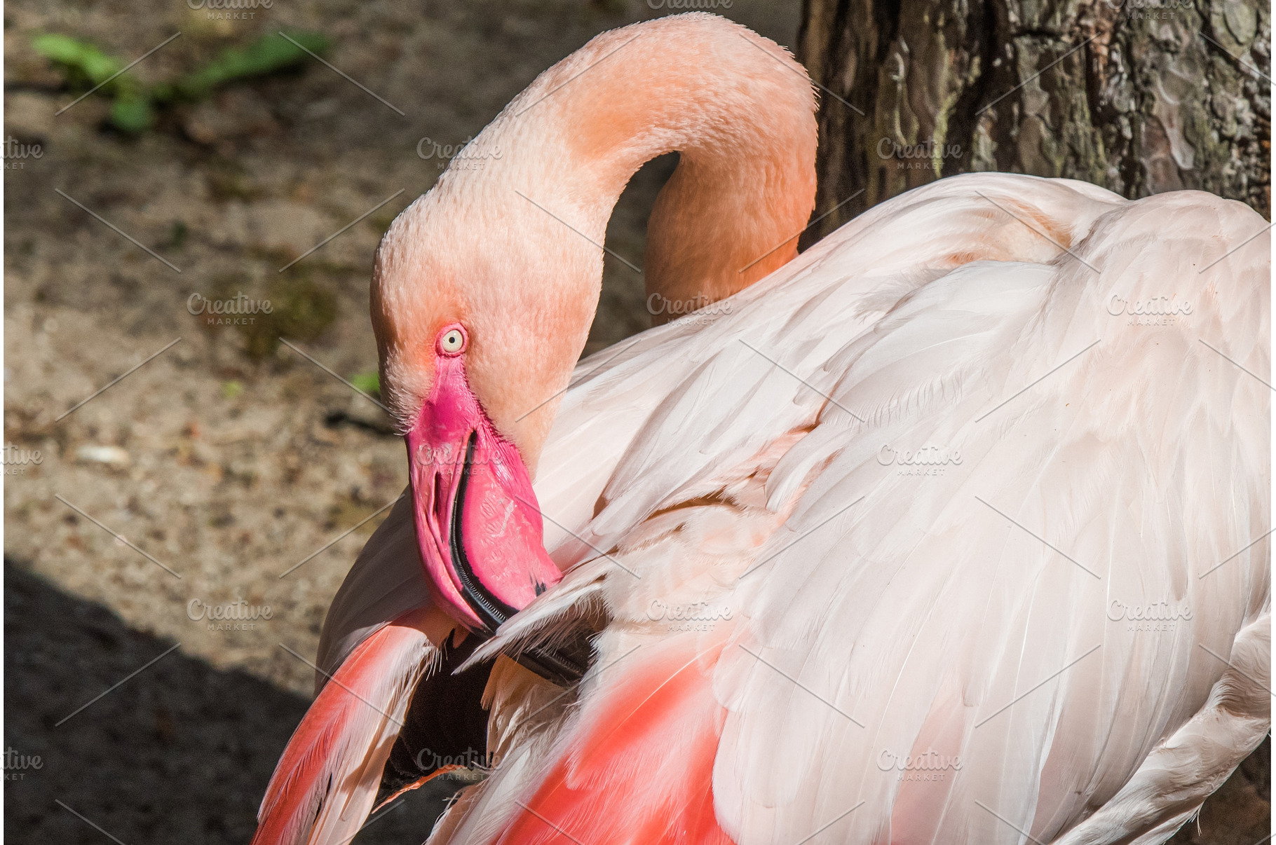 Greater Flamingo preening its, an Animal Photo by COLORFUL
