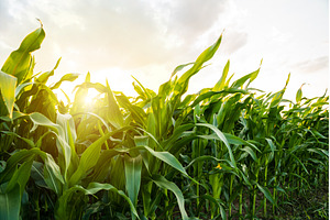 Healthy corn foliage on summer farm, a Nature Photo by volodymyrshtun13795