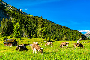 Grazing cows in the Swiss Alps, an Animal Photo by Leonid Andronov