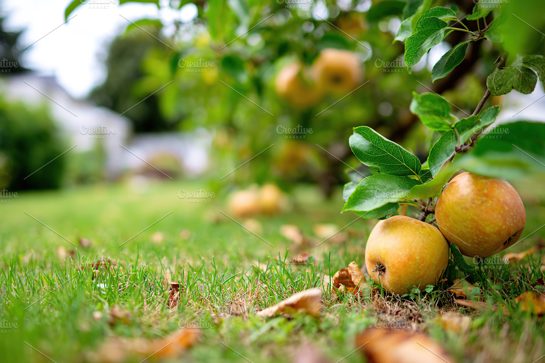 Golden apples resting beneath a lush garden tree surrounded by green grass, a Food & Drink Photo by AlyaAnd
