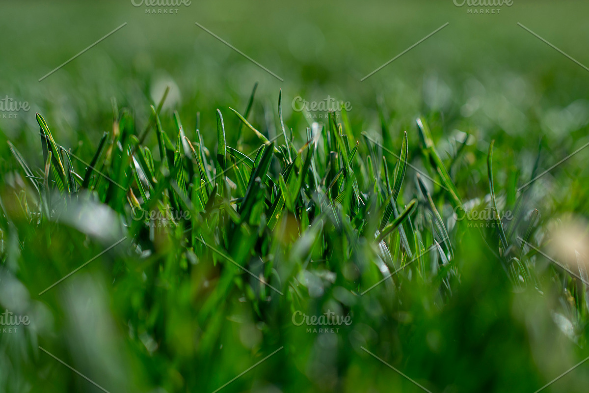 Green grass close up, a Nature Photo by Ana Dee Photography (Photo 1 of 2)
