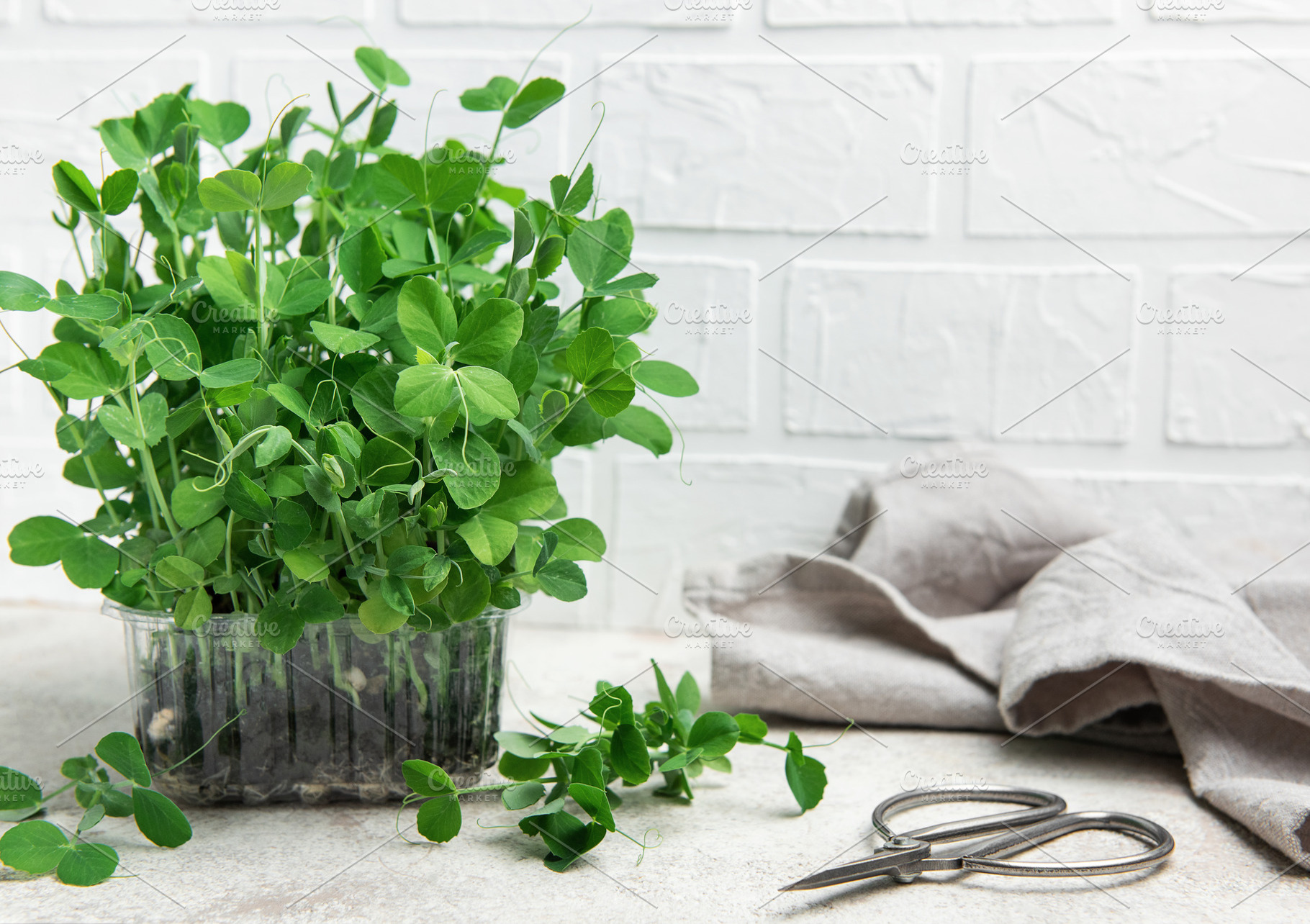 Fresh microgreens growing in transparent plastic container on ki, a Food & Drink Photo by Olena Rudo