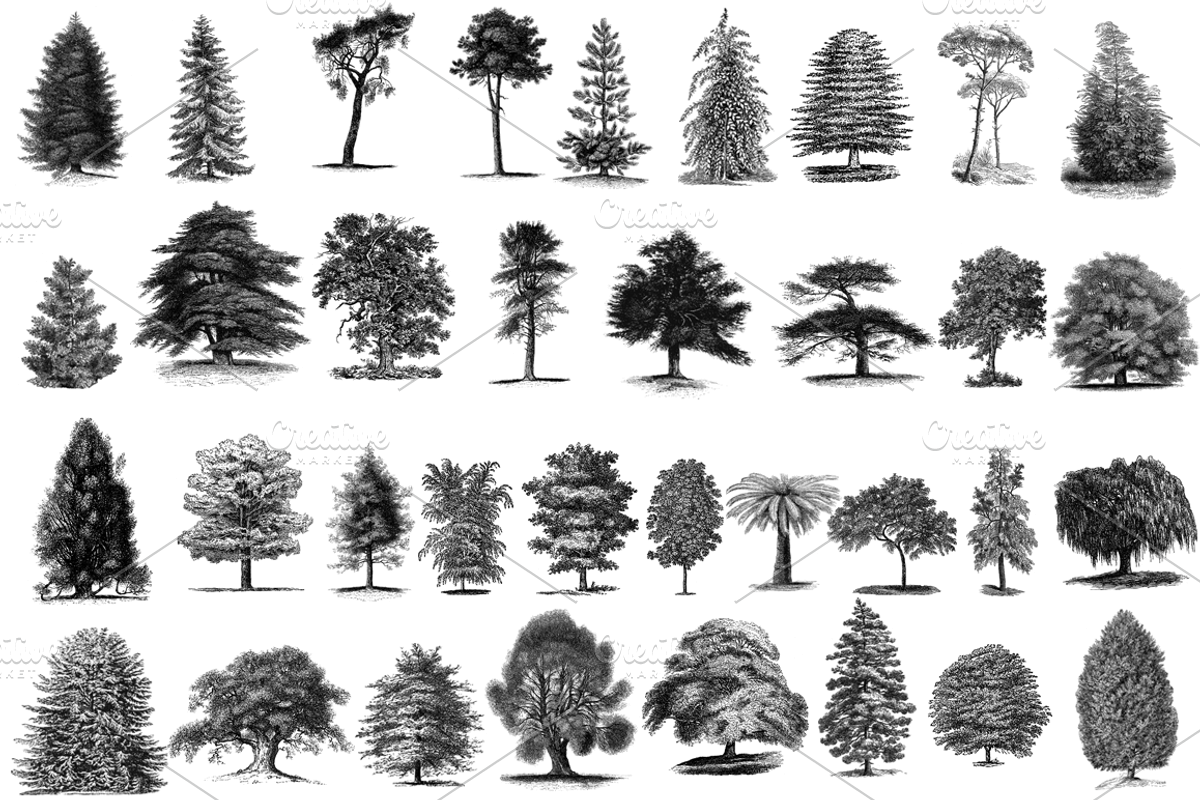 35 Trees PNG, an Object Graphic by Alexandra Fulger (Photo 6 of 6)