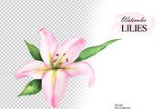 Pink lilies watercolor clipart set, an Illustration by OlDm_Shop (Thumbnail 7 of 10)