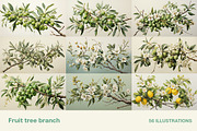 Fruit tree branch. Collection, a Food Illustration by Handmadefont (Thumbnail 12 of 12)