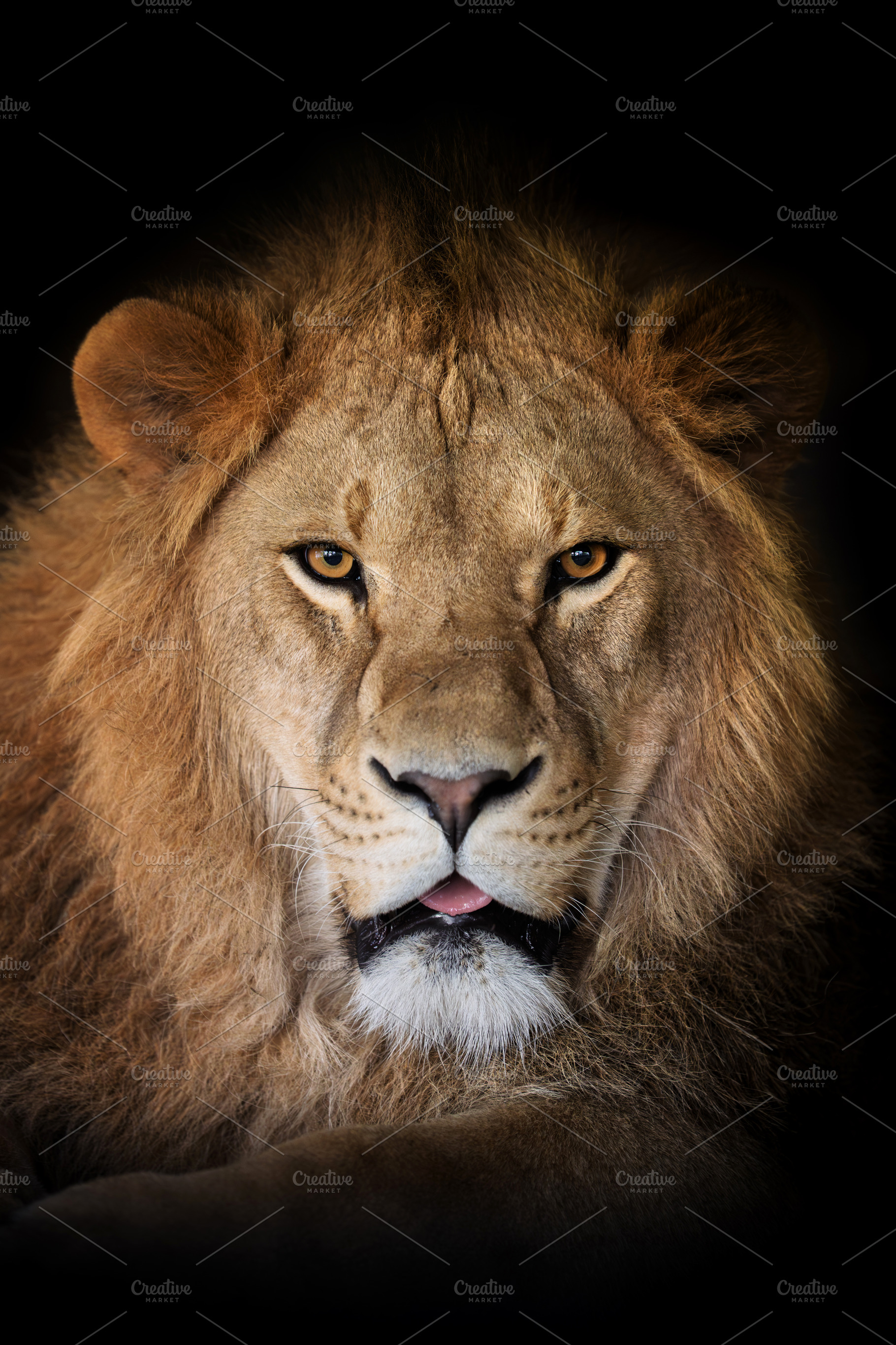 Close up adult big male lion portrait, an Animal Photo by Byrdyak
