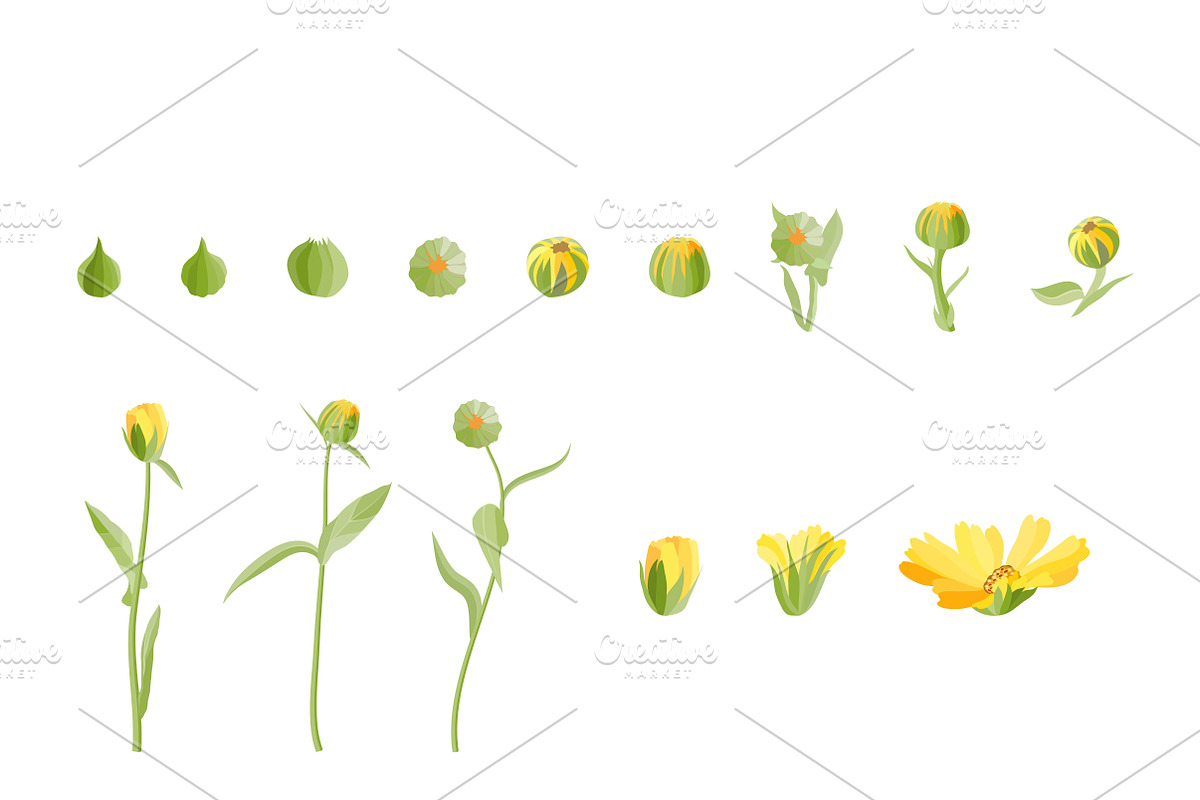 Vector object brushes. Calendula preview 5