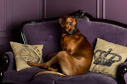 Rhodesian ridgeback dog sitting on a sofa containing rhodesian, ridgeback