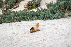 Seals resting on sandy beach at Seal Bay, Kangaroo Island, Austr, an Animal Photo by GoodGoods