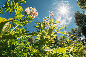 Rural Landscape Potato Field With, a Nature Photo by Our Amazing World