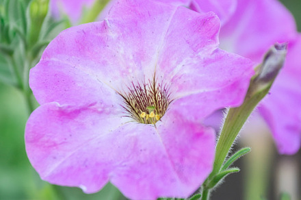 Close up of a flower border with col, a Nature Photo by AlexBush