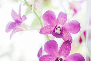 Orchid flowers containing aged, antique, and art