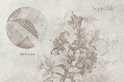 Timeless Lily wall mural set, a Wallpaper Graphic by Timofi Art (Thumbnail 8 of 13)