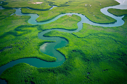 Aerial View of Green Mangrove Forest