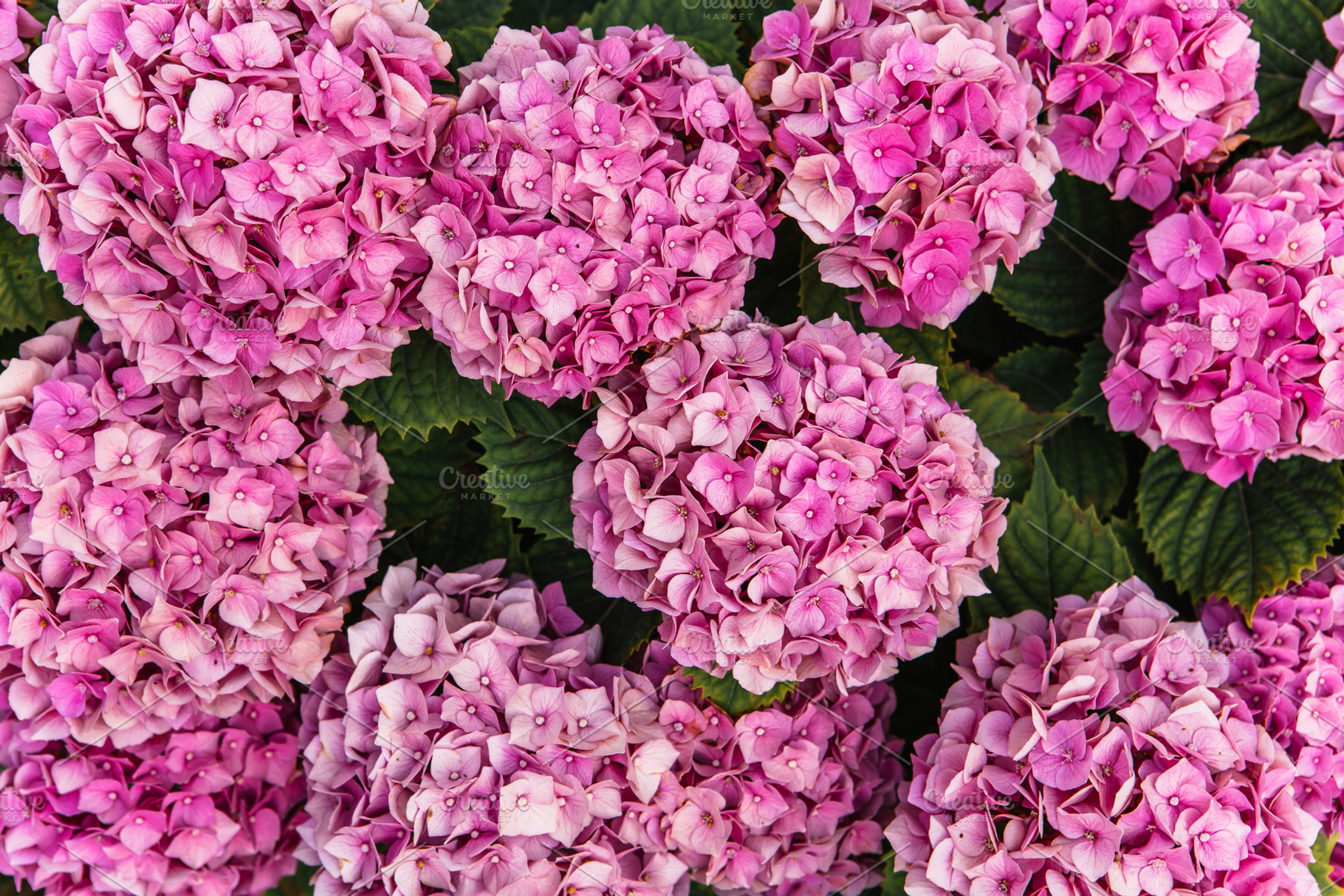 Pink hydrangea flowers bush featuring hydrangea, flowers, and hydrangea photo, a Nature Photo by Fargana