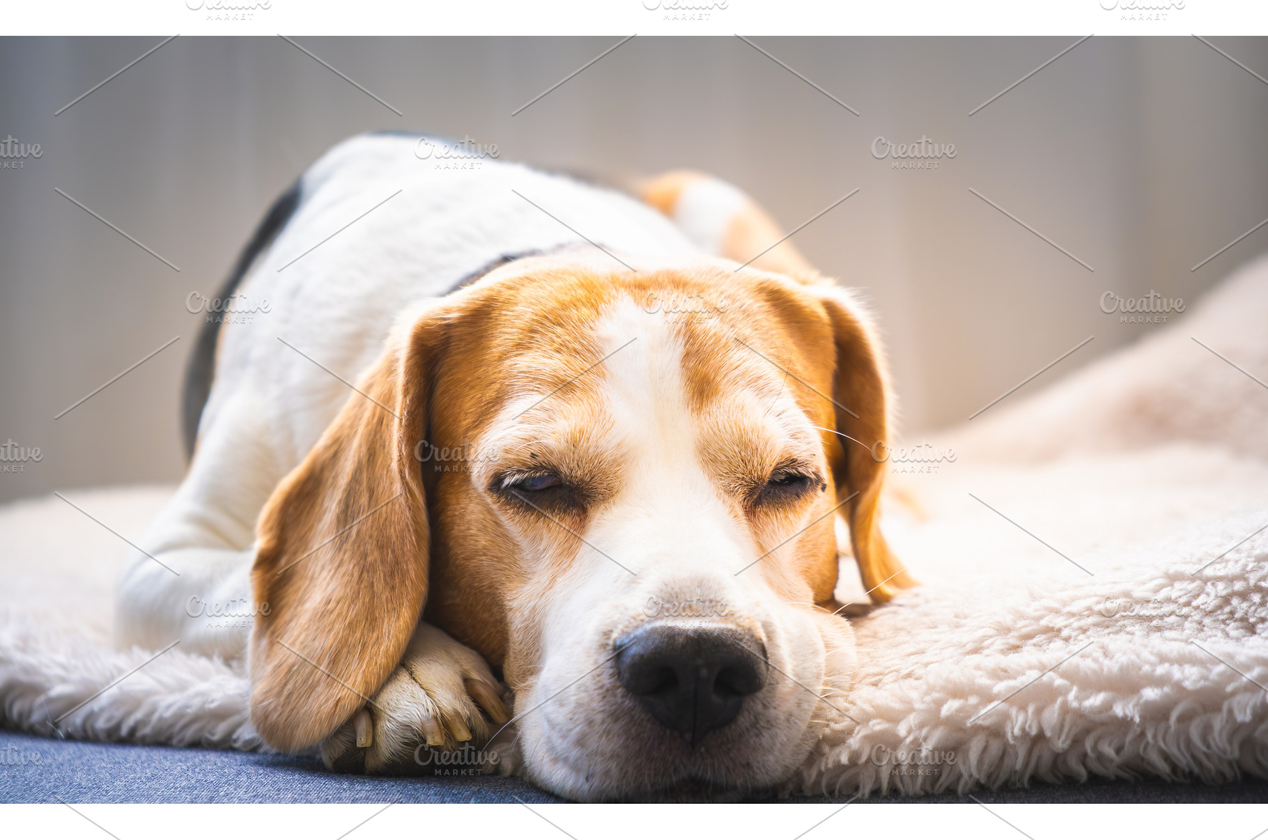 Sleeping Beagle Dog on Fluffy, an Animal Photo by MadPhotos