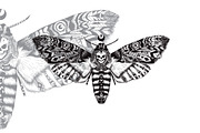 Textured moth in ethnic style, a Texture Illustration by AnastasiaFears (Thumbnail 3 of 3)