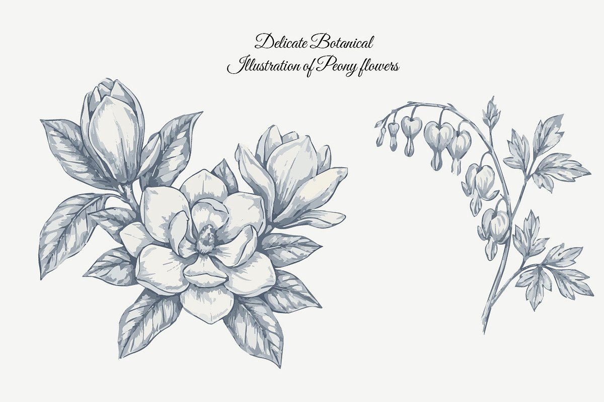 23 Collection - Peony Flowers, an Illustration by By_Pedram (Photo 5 of 6)