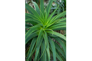 Aloe vera plant growing fresh green, a Nature Photo by volodymyrshtun13795