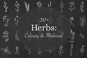 BOTANY BUNDLE - 6in1, a Food Illustration by amber&ink (Thumbnail 9 of 19)