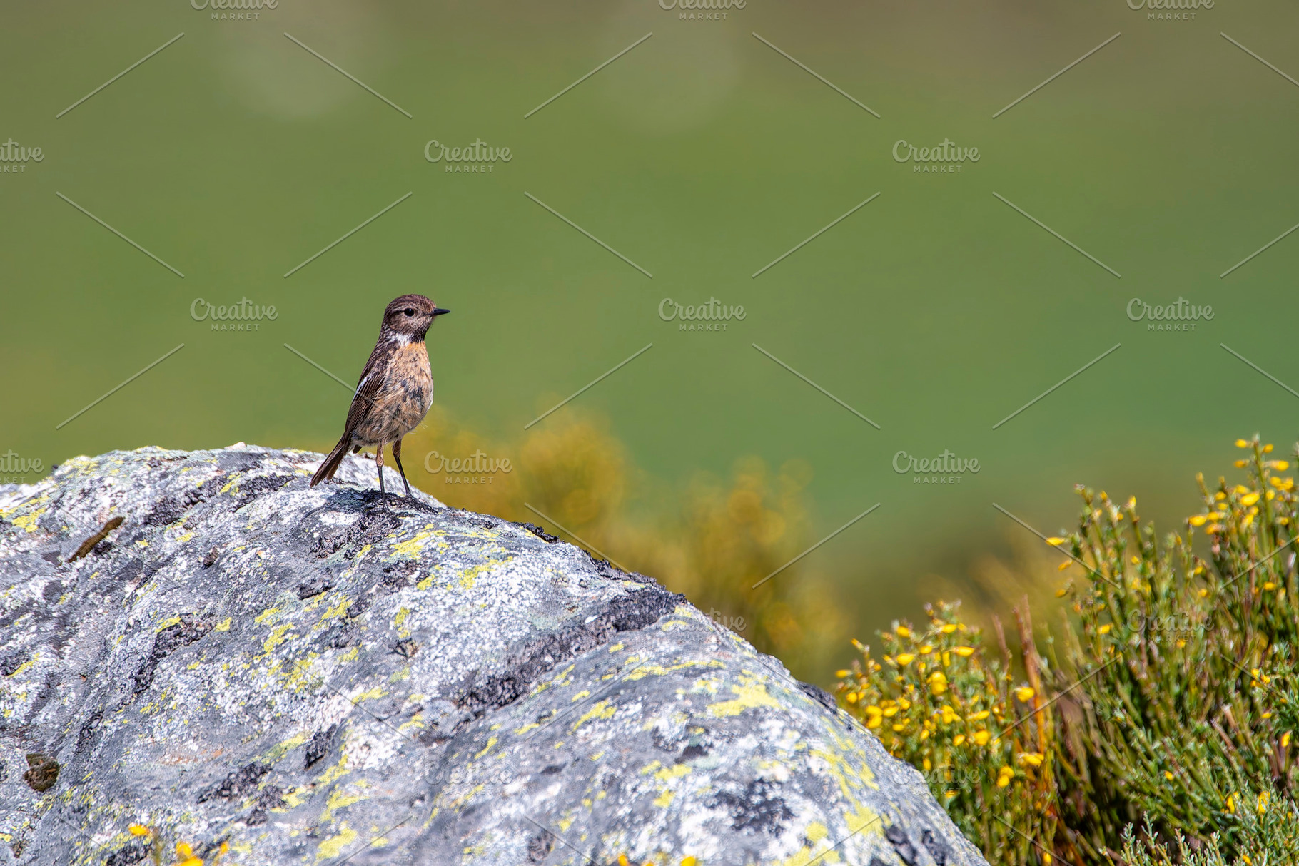 European Stonechat perched on a rock., an Animal Photo by CreativePhotoSpain