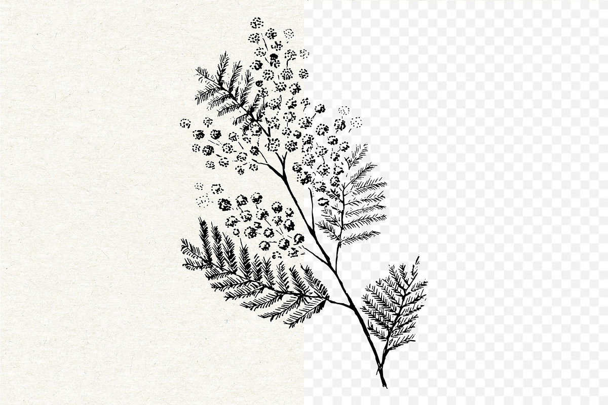 Mimosa. Hand-drawn sketch, an Illustration by Canatic (Photo 2 of 4)